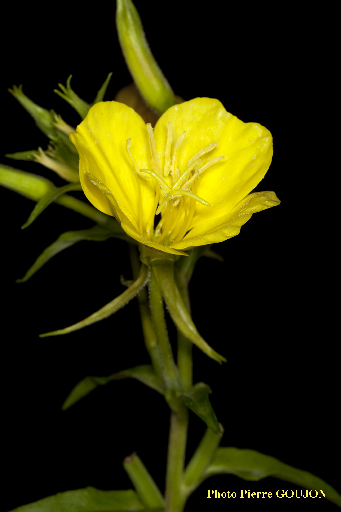 Graines D'onagre Bisannuelle (Oenothera Biennis) - Environ 1000 Semences - Légume Ancien